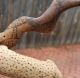 Aboriginal Carved Snake And Lizard 1960 ' S - Pitjantjatjara Nth South Australia Pacific Islands & Oceania photo 1