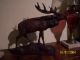 Vintage Walnut Black Forest Elkfull Body Carving Rutting Baying Lonely Good Carved Figures photo 2