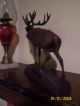 Vintage Walnut Black Forest Elkfull Body Carving Rutting Baying Lonely Good Carved Figures photo 5