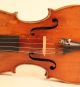 Stunning Old Italian Violin Ceruti 1801 Geige Violon Violino Violine Cello Viola String photo 3