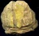 Pre - Columbian Michoacan Mexico Clay Figure Head,  Ca; 1000 - 300 Bc The Americas photo 4