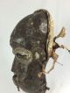 Authentc Kapungu Mask Other African Antiques photo 2