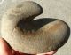 Smoothing Pestle - Stone,  Mesa Verde Area,  19th Century Find. Native American photo 8