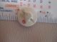 Antique Japanese Satsuma Button Of Bird & Flora Signed Gold Border Buttons photo 4