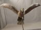 Antique Edwardian Copper Figural Eagle Bird Weathervane Primitive Directional Primitives photo 2