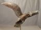 Antique Edwardian Copper Figural Eagle Bird Weathervane Primitive Directional Primitives photo 3