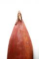 Classic Central Australian Aboriginal Spearthrower - Collected 1962 - 3 Pacific Islands & Oceania photo 1