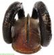 Ekoi Ejagham Horned Leather Animal Head Africa Was $650 Masks photo 5