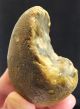 L Palaeolithic Mode 1 Unifacial Chopper Made On A Pebble C 700k,  Found Kent P521 Neolithic & Paleolithic photo 6