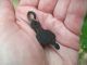 Elizabethan Falconry / Hawking Heraldic Harness Pendant - Quy,  Cambridge.  Find British photo 5