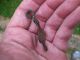 Elizabethan Falconry / Hawking Heraldic Harness Pendant - Quy,  Cambridge.  Find British photo 8