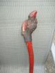 Penobescot Indian Carved Painted Burl War Club C.  1900 Native American Native American photo 4