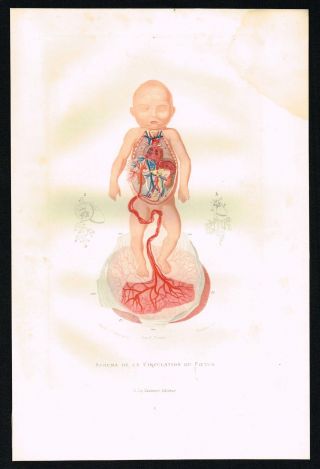 Ca 1880 Antique Print Human Fetus Circulatory System Medical Plate By Buffon photo