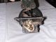 Antique Cast Iron Hand Crank Sewing Machine England Style Sewing Machines photo 8