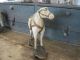 Old Antique Primitive Child ' S Fabric Covered Pull Toy Horse Wheels Primitives photo 9