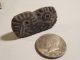 Chimu Bird Stamp Pre - Columbian Archaic Ancient Artifact Peru Moche Inca Mayan Nr The Americas photo 7