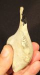Mousterian Drill Made On A Flint Nodule (neanderthal Made),  60k - 40k,  Kent,  K251 Neolithic & Paleolithic photo 6