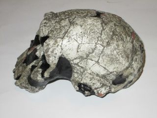 Hominid Homo Rudolfensis Skull,  1,  9 Million Years Old - Cast Replica photo