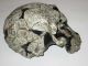 Hominid Homo Rudolfensis Skull,  1,  9 Million Years Old - Cast Replica Neolithic & Paleolithic photo 1