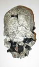 Hominid Homo Rudolfensis Skull,  1,  9 Million Years Old - Cast Replica Neolithic & Paleolithic photo 2