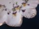 Vintage Hand Painted Porcelain Dish Gold Edge Pansy Pattern 4 1/2 