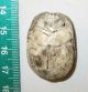 Antique Egypt Scarab Bead Carved Glyphs 22mmx30mm 1900cc Egyptian photo 3