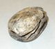 Antique Egypt Scarab Bead Carved Glyphs 22mmx30mm 1900cc Egyptian photo 4