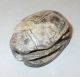 Antique Egypt Scarab Bead Carved Glyphs 22mmx30mm 1900cc Egyptian photo 5