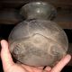 Turtle Effigy Pot,  Poinsett County,  Arkansas.  19th Century Find Native American photo 7