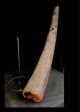 Fine Tribal Bamum Large Trumpet Cameroon African photo 9