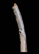 Fine Tribal Bamum Large Trumpet Cameroon African photo 1