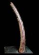Fine Tribal Bamum Large Trumpet Cameroon African photo 3