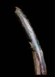Fine Tribal Bamum Large Trumpet Cameroon African photo 5