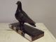 Antique French Statue Sculpture Animal Dove Pigeon Black Marble Art Déco Vintage Art Deco photo 2