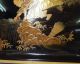 F452: Real Japanese Old Cultural Lacquer Ware Big Tray Isho - Bon With Great Makie Plates photo 3