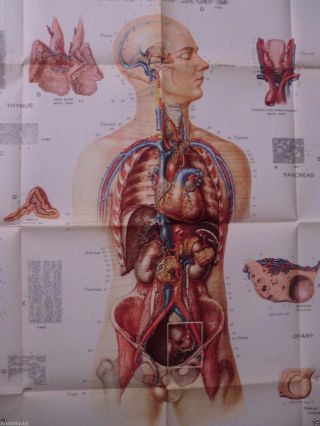 Life Size Frohse Medical Chart Plate 9 The Endocrine Glands Anatomy Poster photo