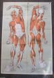 Life Size 1918 Frohse Medical Chart Plate 2 Muscles Anatomy Poster Max Brodel Other Medical Antiques photo 1
