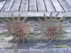 2 Rustic Rotary Hoe Cast Iron Garden Art - Gear Sprocket Spikes Steampunk - Altered Other Mercantile Antiques photo 1