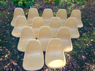 Herman Miller Eames Shell Chairs Fiberglass Yellow Gold Chair Hm Mid Century Mod photo