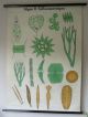 Vintage Swedish Scientific School Pull Down Chart Of Freshwater Seaweed Other Antique Science, Medical photo 1