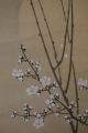 E06a2 White Moon & Ume Plum Tree Japanese Hanging Scroll　 Paintings & Scrolls photo 4