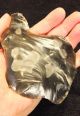 Rare Clactonian Hand Axe On A Primary Flake C400k,  Kent,  P627 Neolithic & Paleolithic photo 2