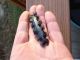 Rare Obsidian Mayan Eccentric Made From Core Blade Micro Knife Centipede The Americas photo 3