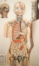 Rare Antique Folding Japanese Anatomical Diagram Lithography Medical Physician Other Medical Antiques photo 1
