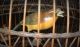 Antique 19th C Chinese Bird Cage Large 26 