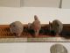 4 Huastec Mayan Bowls Pre - Columbian Archaic Ancient Artifacts Vera Cruz Olmec The Americas photo 7