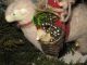 Primitive Old German Style Santa Riding Stick Leg Sheep W/ Basket And Tiny Sheep Primitives photo 4