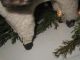 Primitive Old German Style Santa Riding Stick Leg Sheep W/ Basket And Tiny Sheep Primitives photo 5