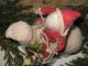 Primitive Old German Style Santa Riding Stick Leg Sheep W/ Basket And Tiny Sheep Primitives photo 6