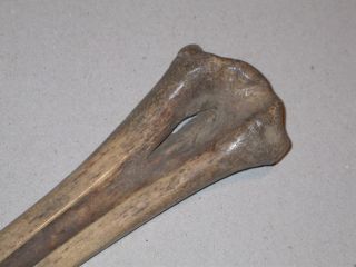 Cassowary Bone Dagger,  Asmat,  Papua Guinea,  Indonesia photo
